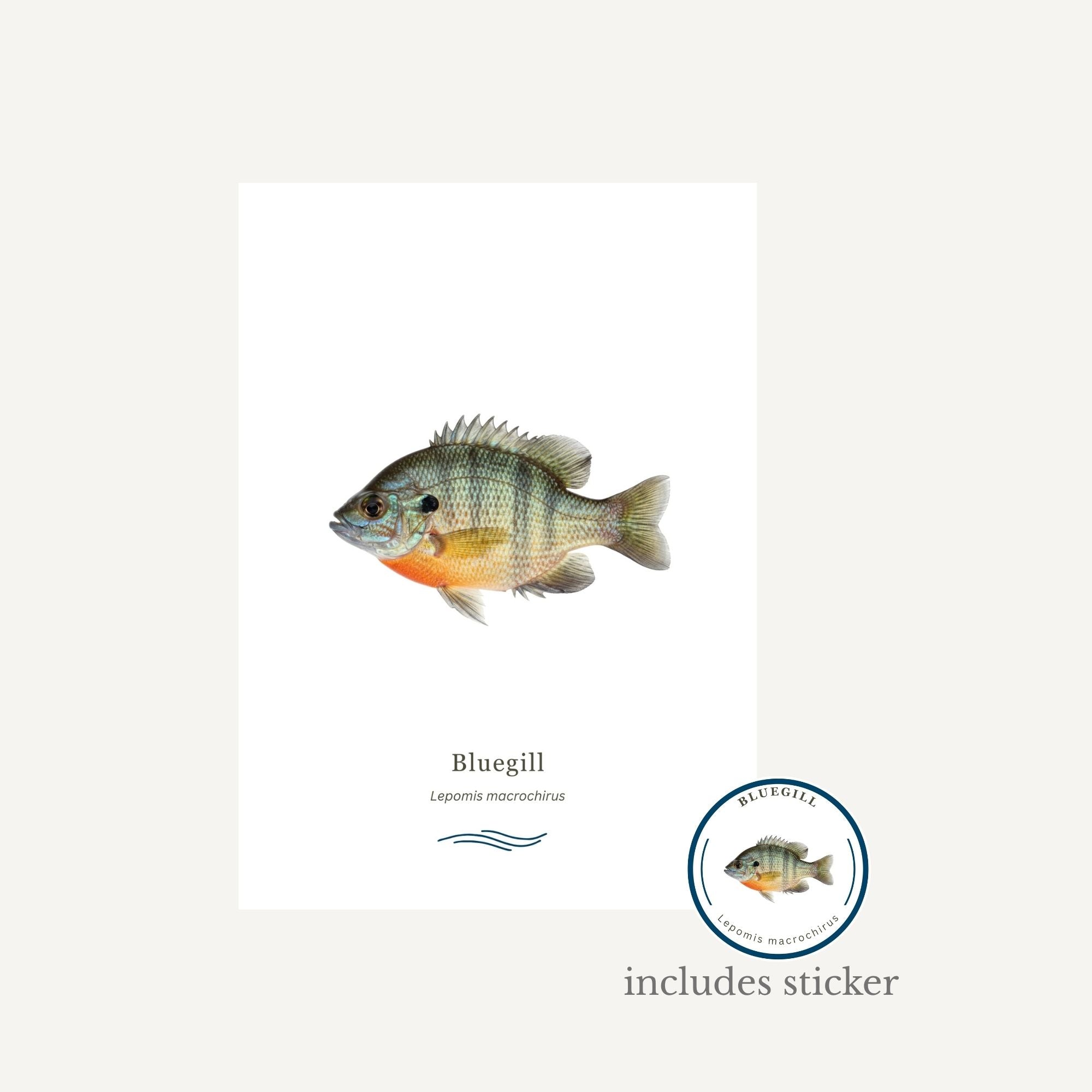 Bluegill fish illustration with a sticker on a white background