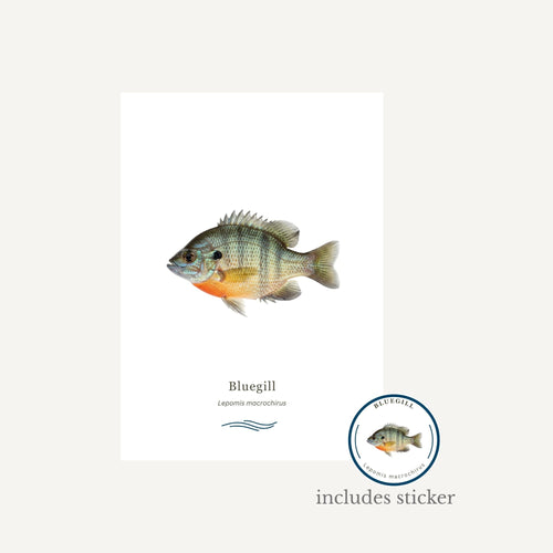 Bluegill fish illustration with a sticker on a white background