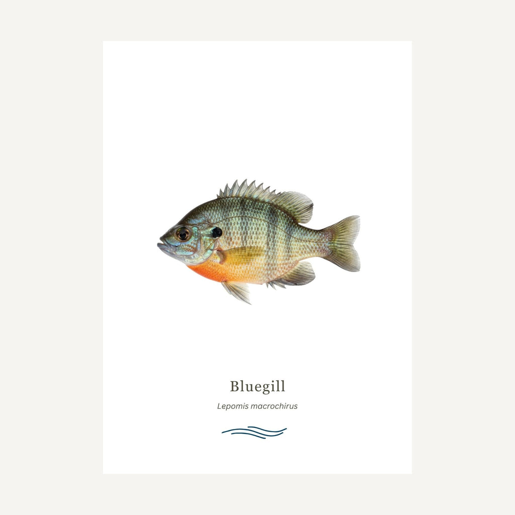 Bluegill fish on a white background with 'Bluegill' text below.