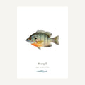 Bluegill fish on a white background with 'Bluegill' text below.