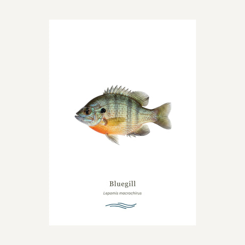 Bluegill fish on a white background with 'Bluegill' text below.