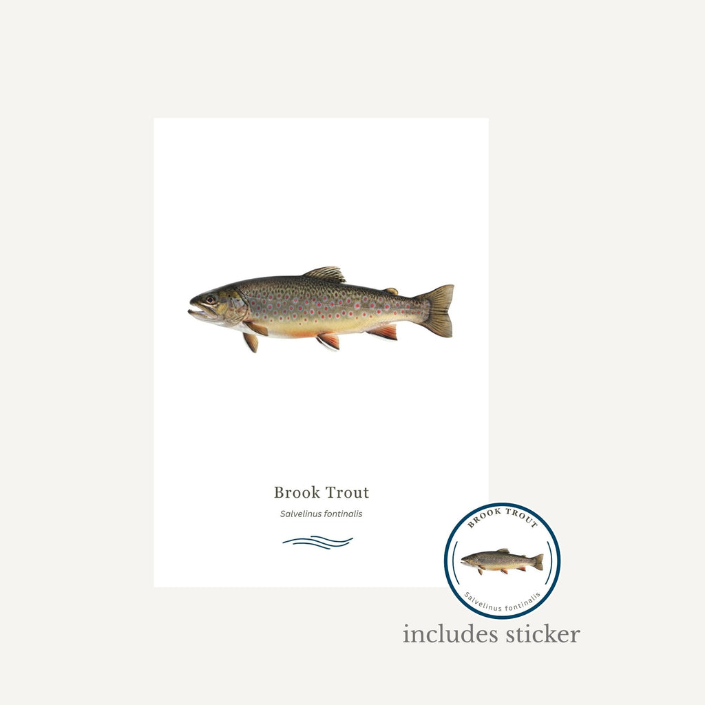 Brook Trout illustration with a logo and text on a white background