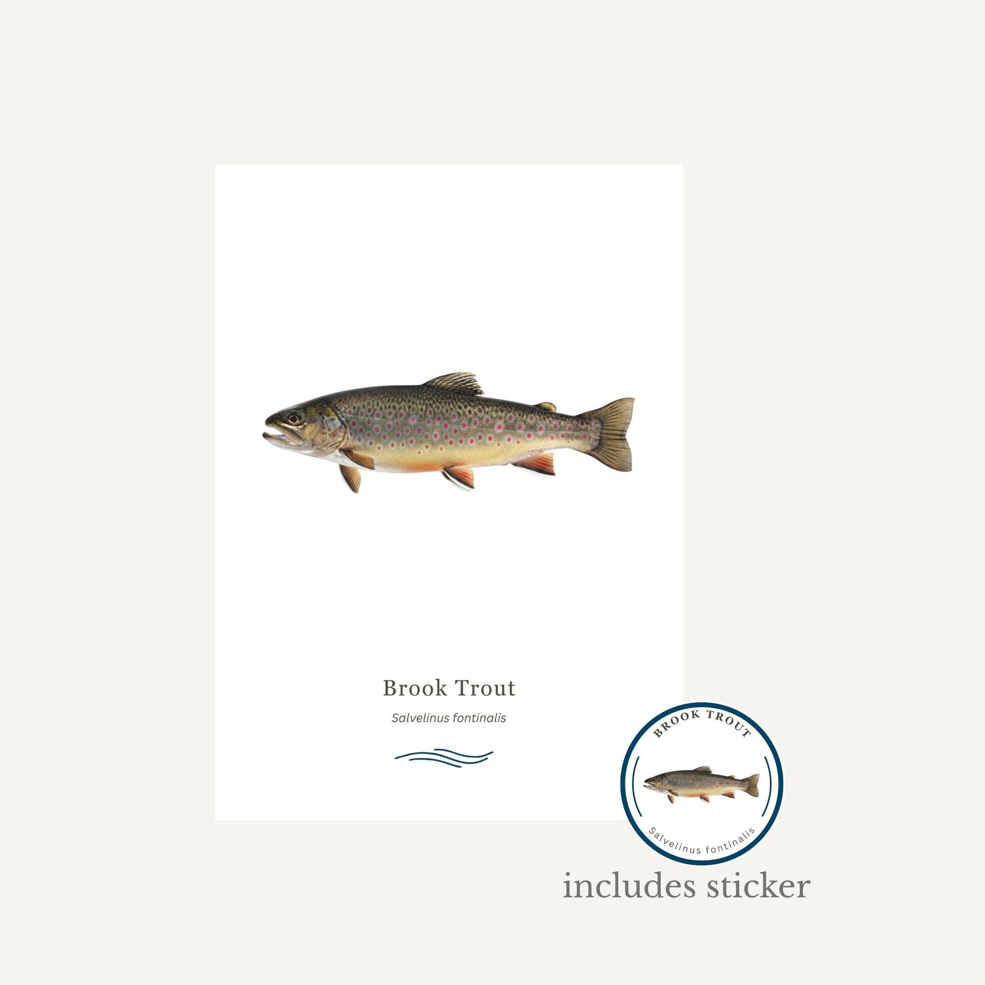 Brook Trout illustration with a logo and text on a white background