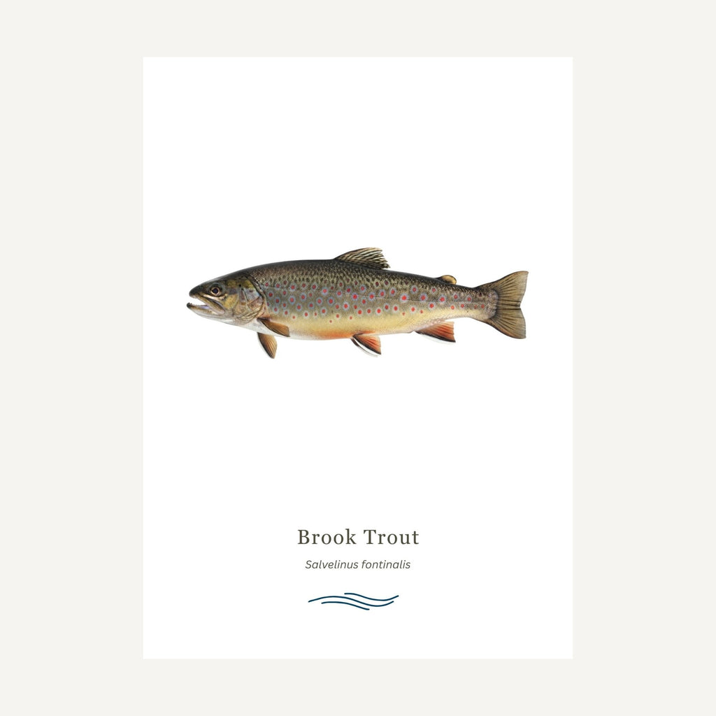 Brook Trout on a white background with text below.