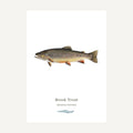 Brook Trout on a white background with text below.