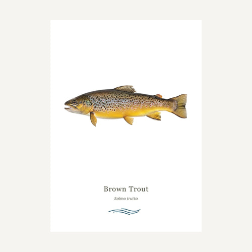 Brown Trout on a white background with text below.