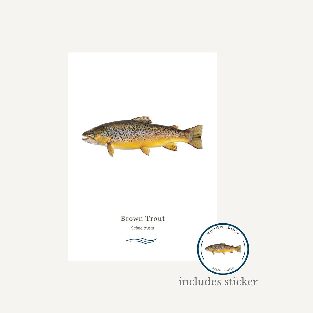 Brown trout illustration with a sticker on a white background