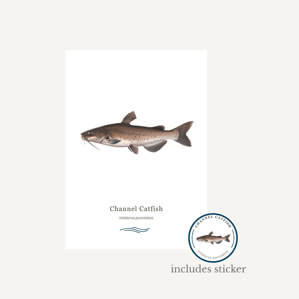 Illustration of a channel catfish with a label on a white background