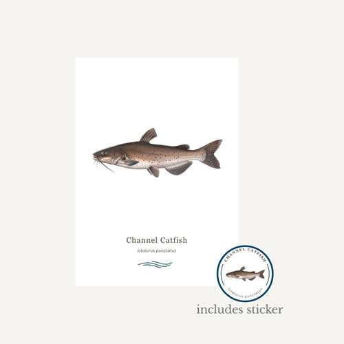 Illustration of a channel catfish with a label on a white background