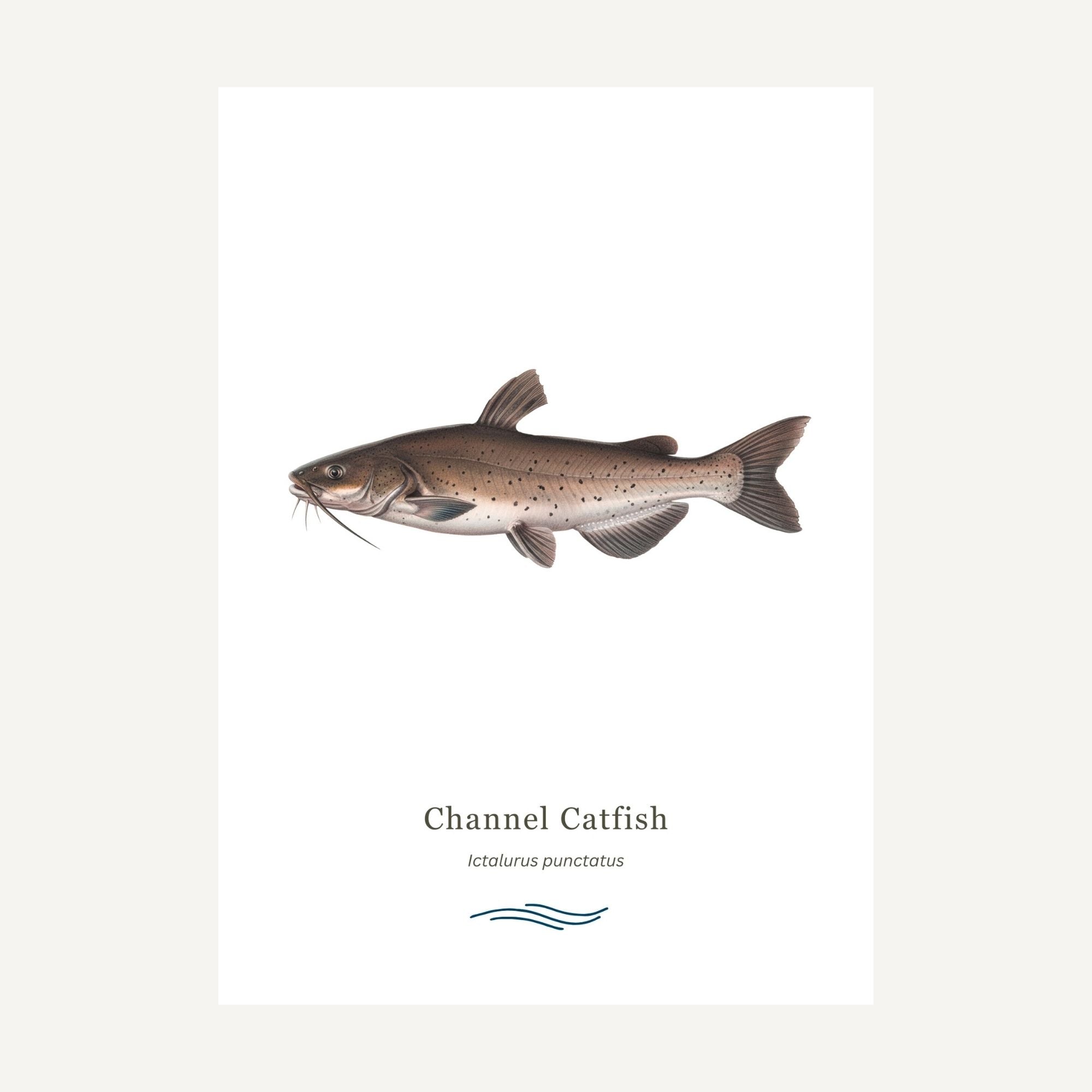 Illustration of a channel catfish on a white background