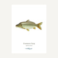Common Carp on a white background with text below.