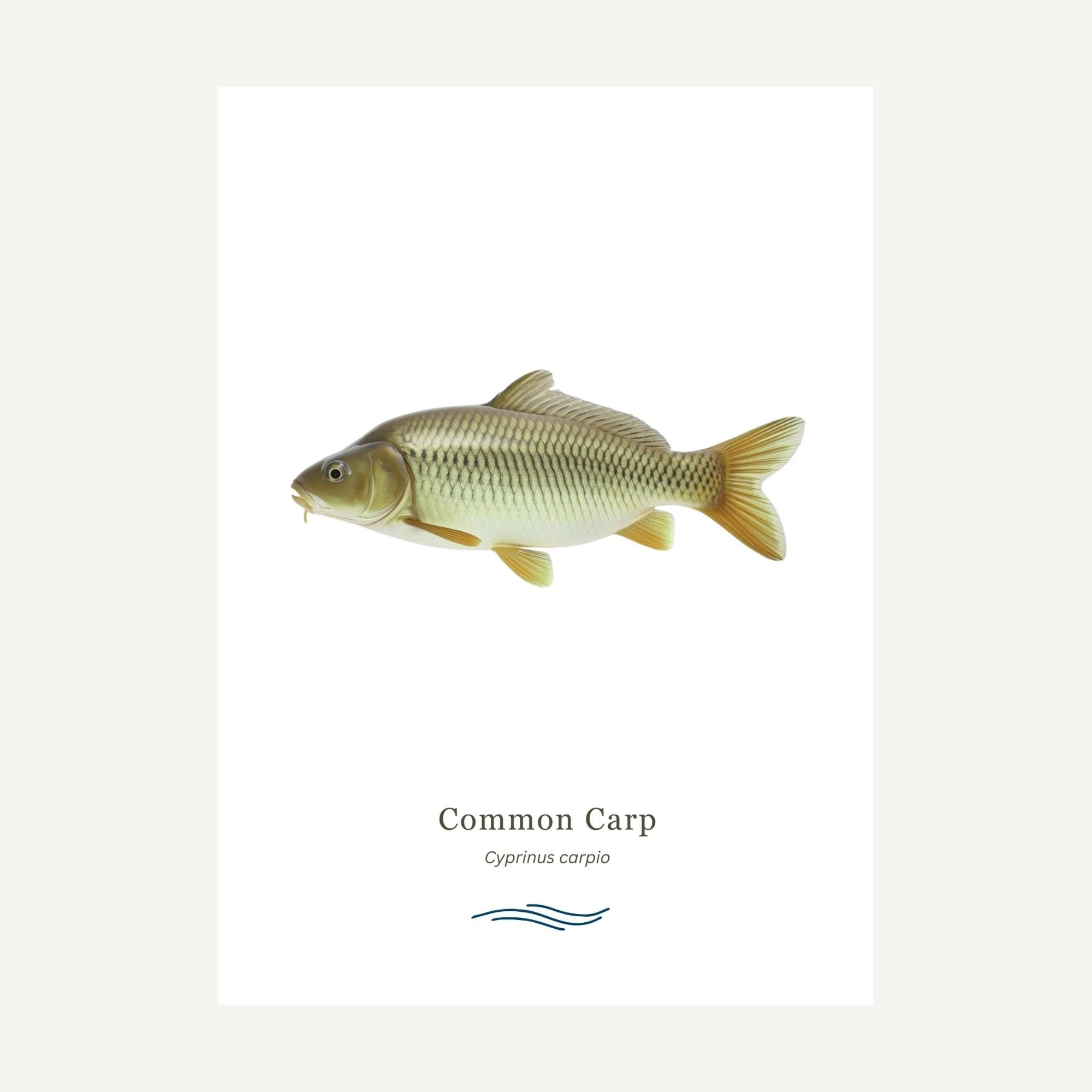 Common Carp on a white background with text below.