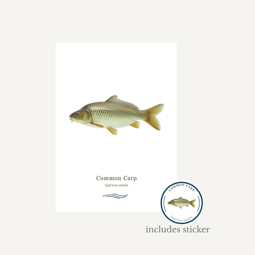 Common carp illustration with a sticker on a white background