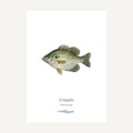 Illustration of a crappie fish on a white background