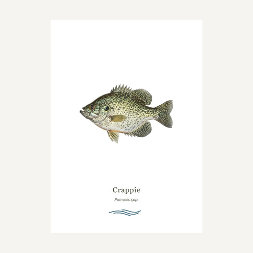 Illustration of a crappie fish on a white background