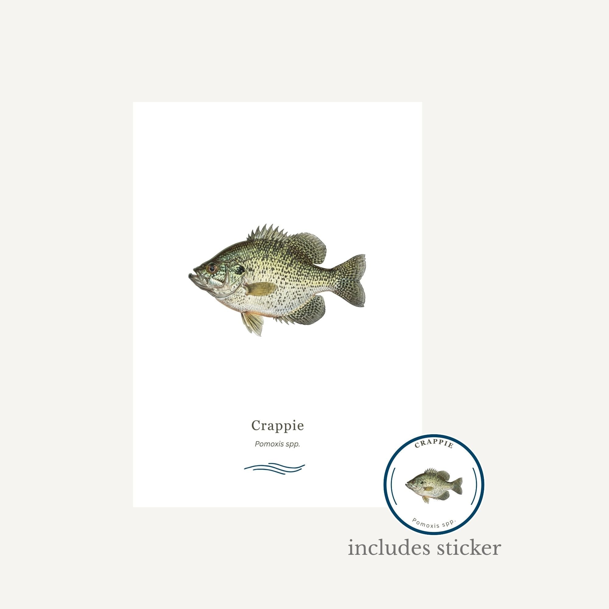 Illustration of a crappie fish with a label on a white background