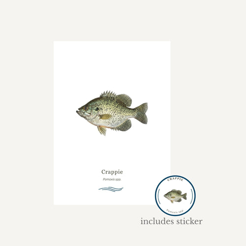 Illustration of a crappie fish with a label on a white background