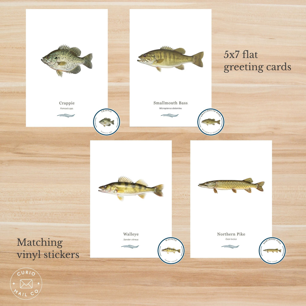 Set of 5x7 flat greeting cards with fish illustrations on a wooden surface, featuring Crappie, Smallmouth Bass, Walleye, and Northern Pike.