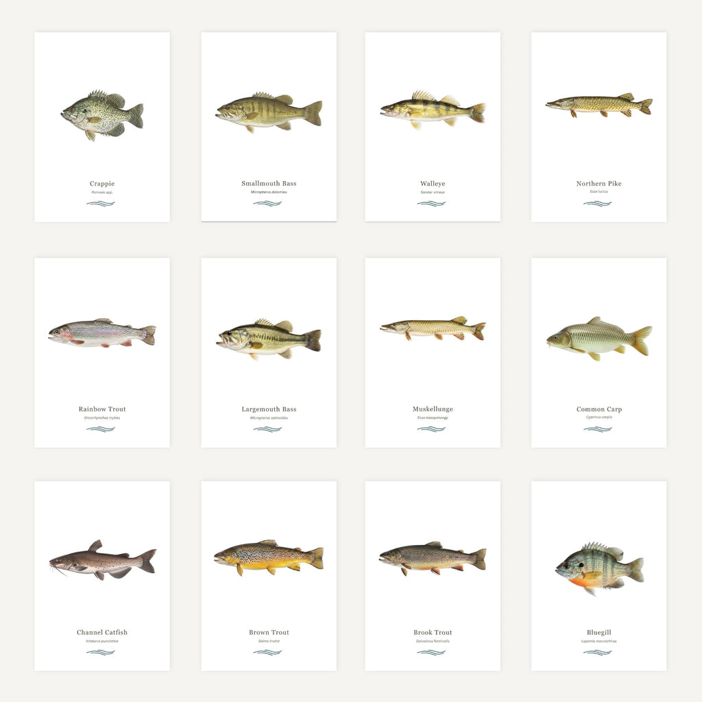 Grid of fish illustrations with labels on a white background