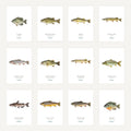 Grid of fish illustrations with labels on a white background