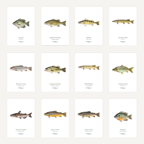 Grid of fish illustrations with labels on a white background