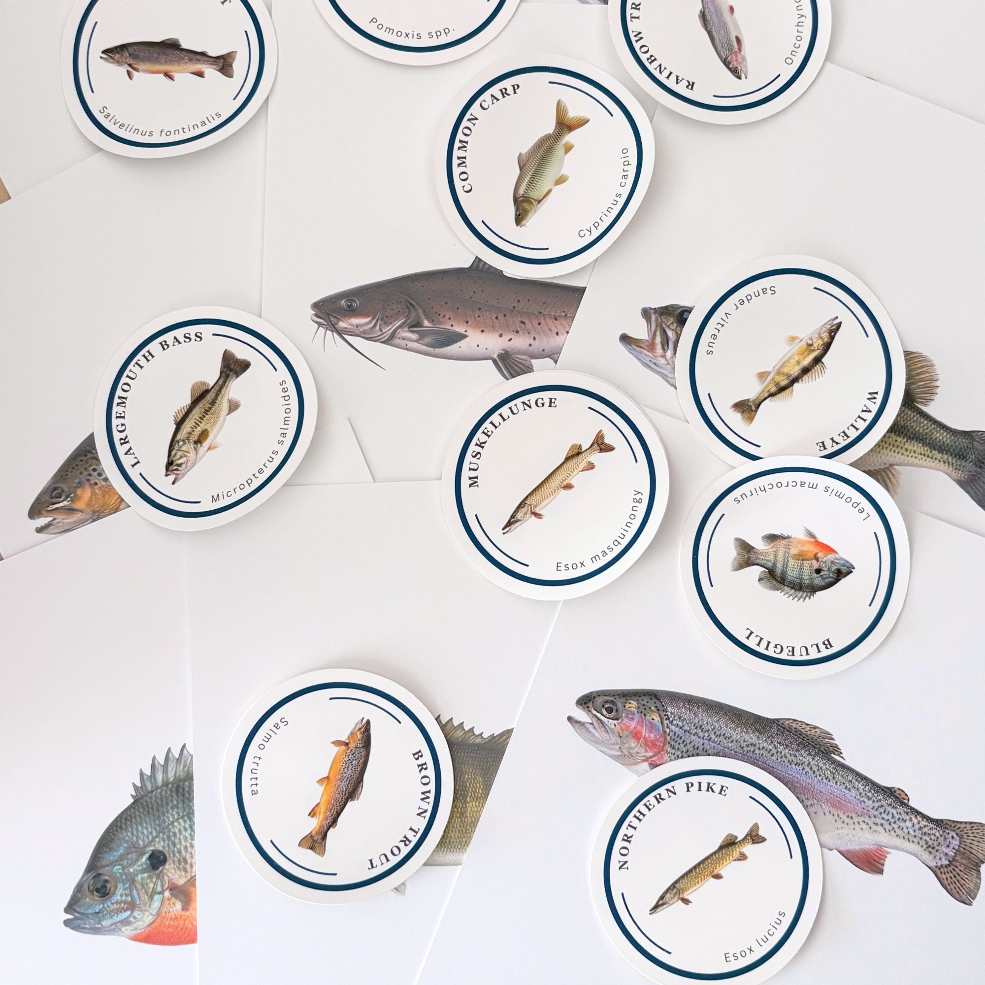 Collection of round stickers with images of different fish species on a white background