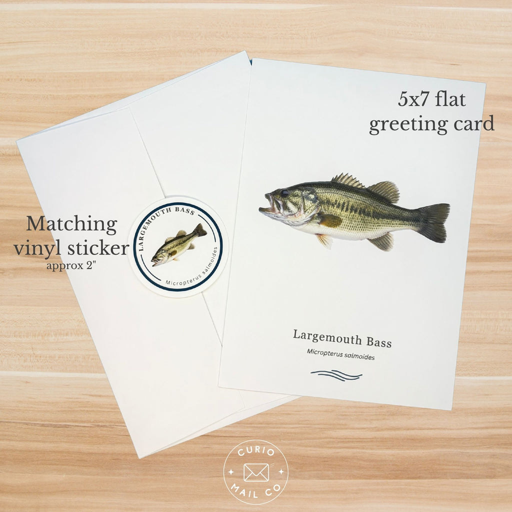 5x7 flat greeting card with largemouth bass illustration on a wooden surface, featuring Curio Mail Co branding.