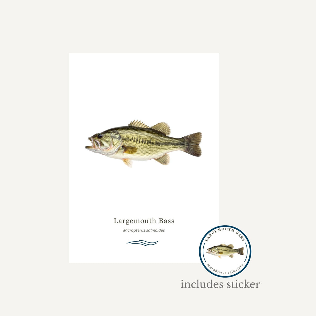 Largemouth bass illustration with a sticker on a white background