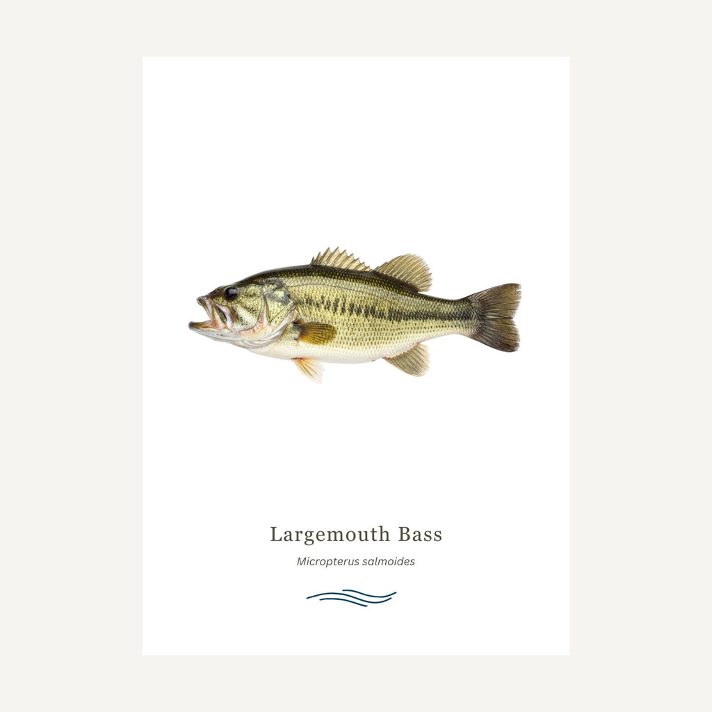 Largemouth bass illustration on a white background