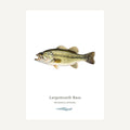 Largemouth bass illustration on a white background