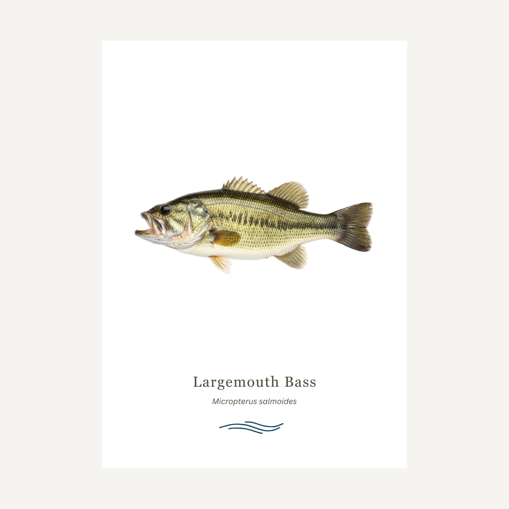 Largemouth bass illustration on a white background