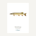 Illustration of a muskellunge fish on a white background