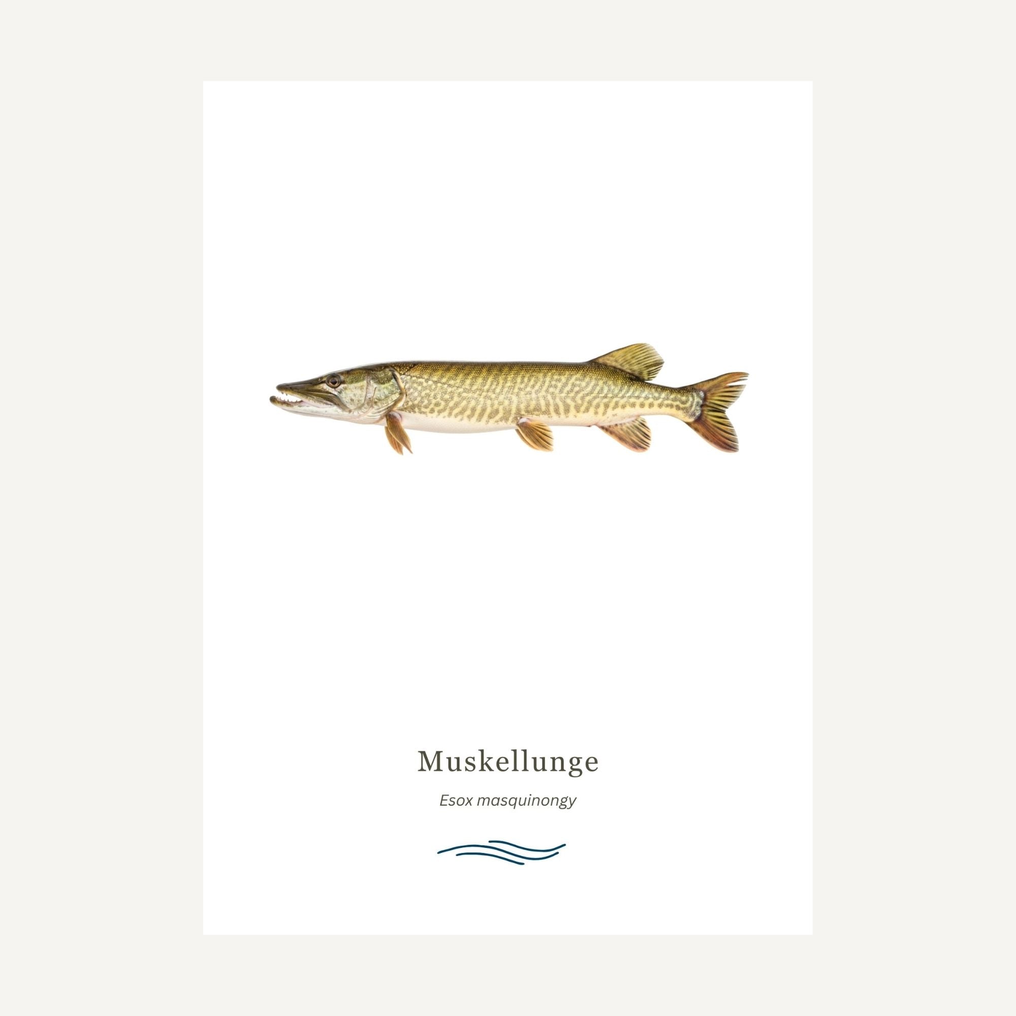 Illustration of a muskellunge fish on a white background