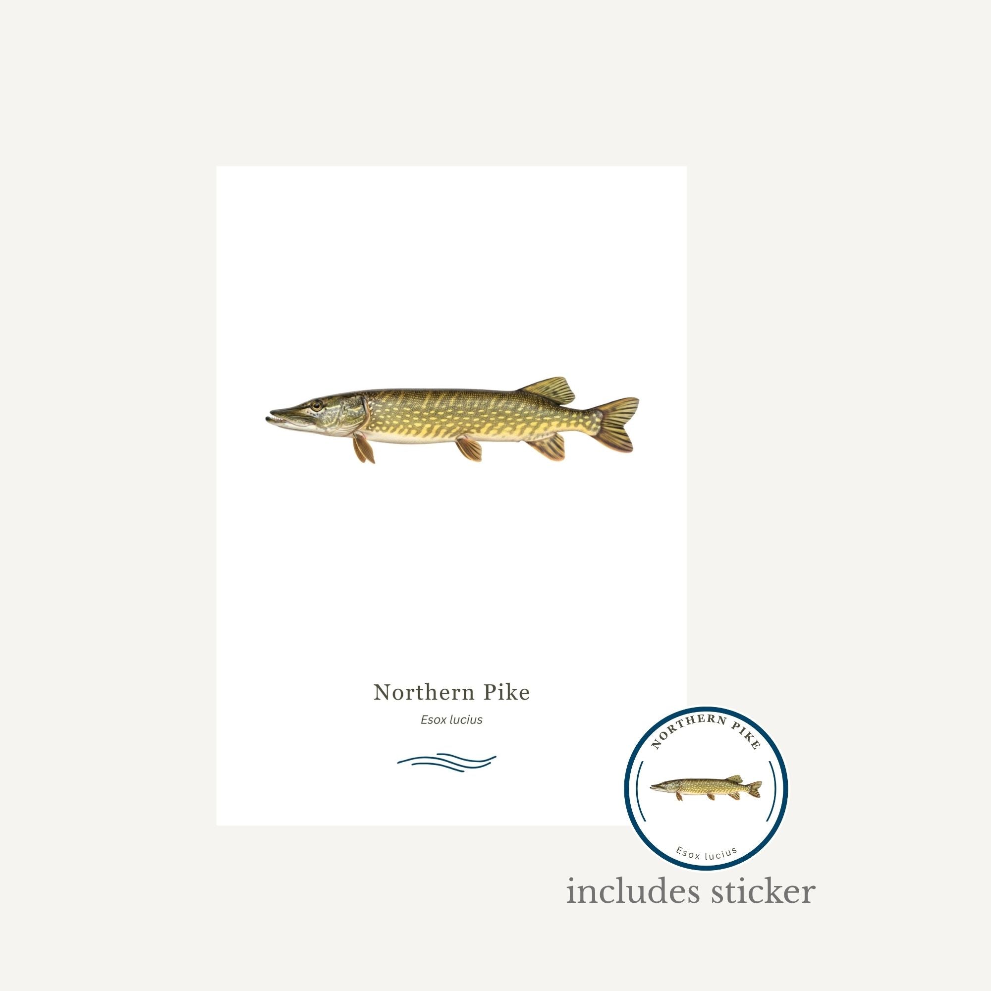 Northern Pike on a white background with a sticker included 