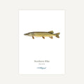 Illustration of a Northern Pike on a white background