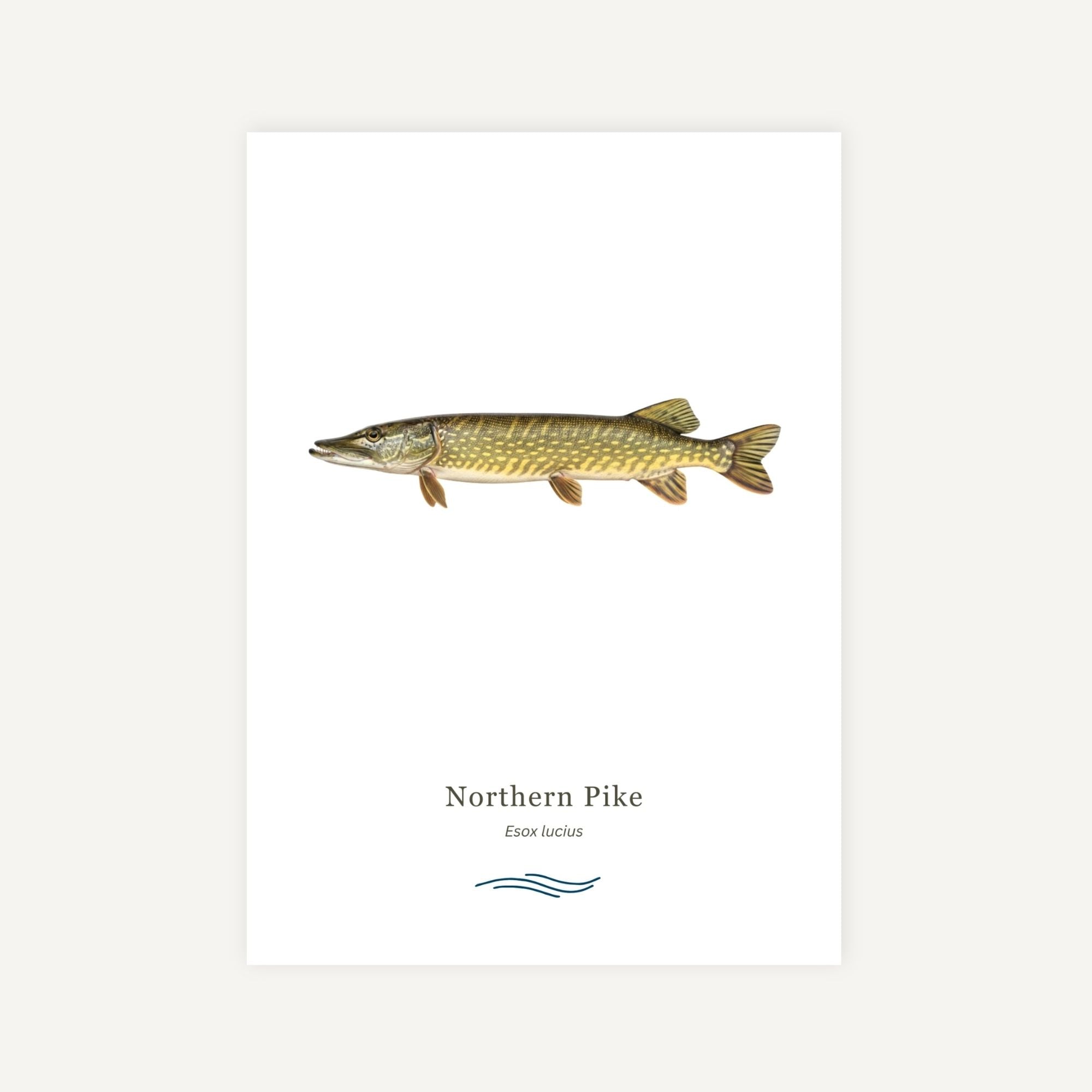 Illustration of a Northern Pike on a white background