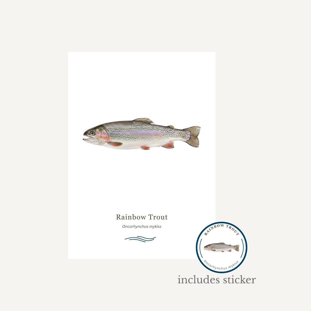 Rainbow Trout on a white background with a sticker included