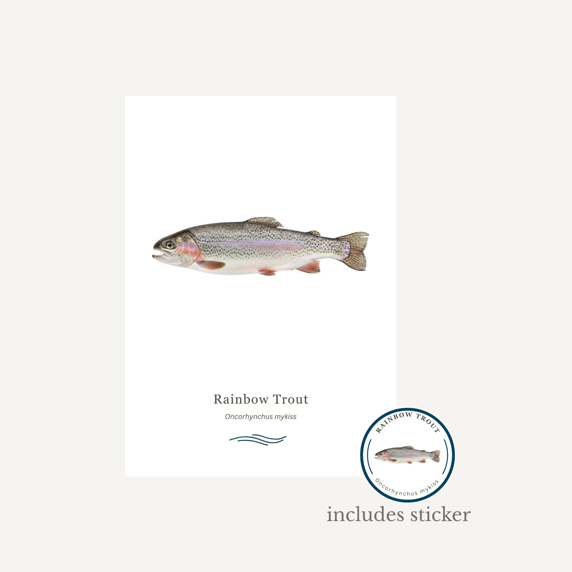 Rainbow Trout on a white background with a sticker included