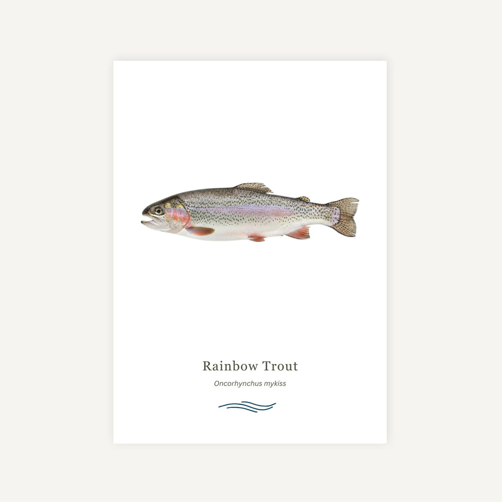 Illustration of a Rainbow Trout on a white background