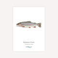 Illustration of a Rainbow Trout on a white background