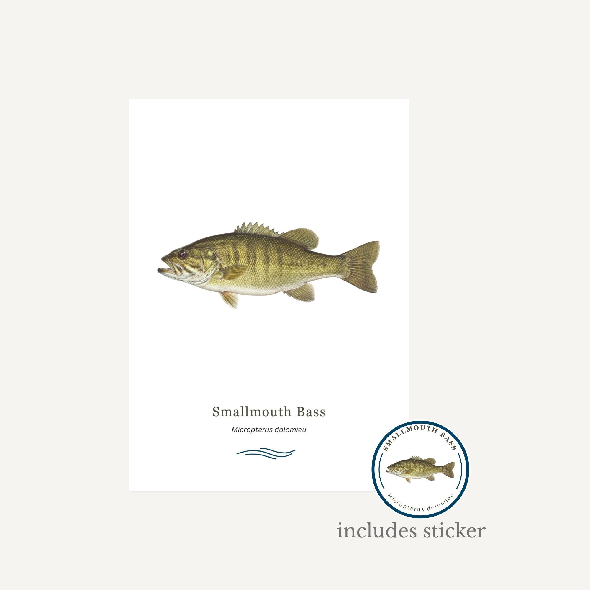 Smallmouth Bass on a white background with a sticker included