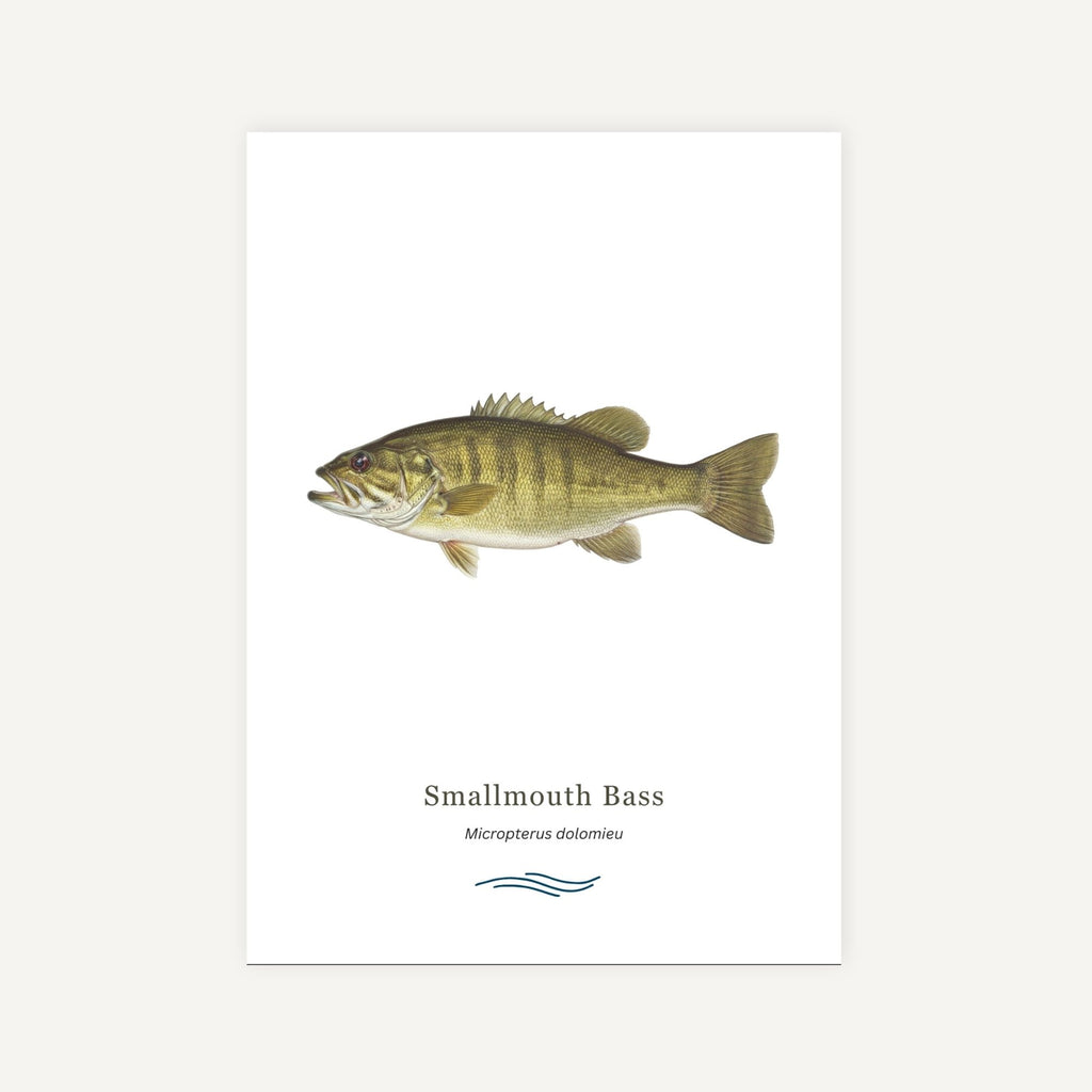 Illustration of a Smallmouth Bass on a white background