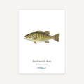 Illustration of a Smallmouth Bass on a white background