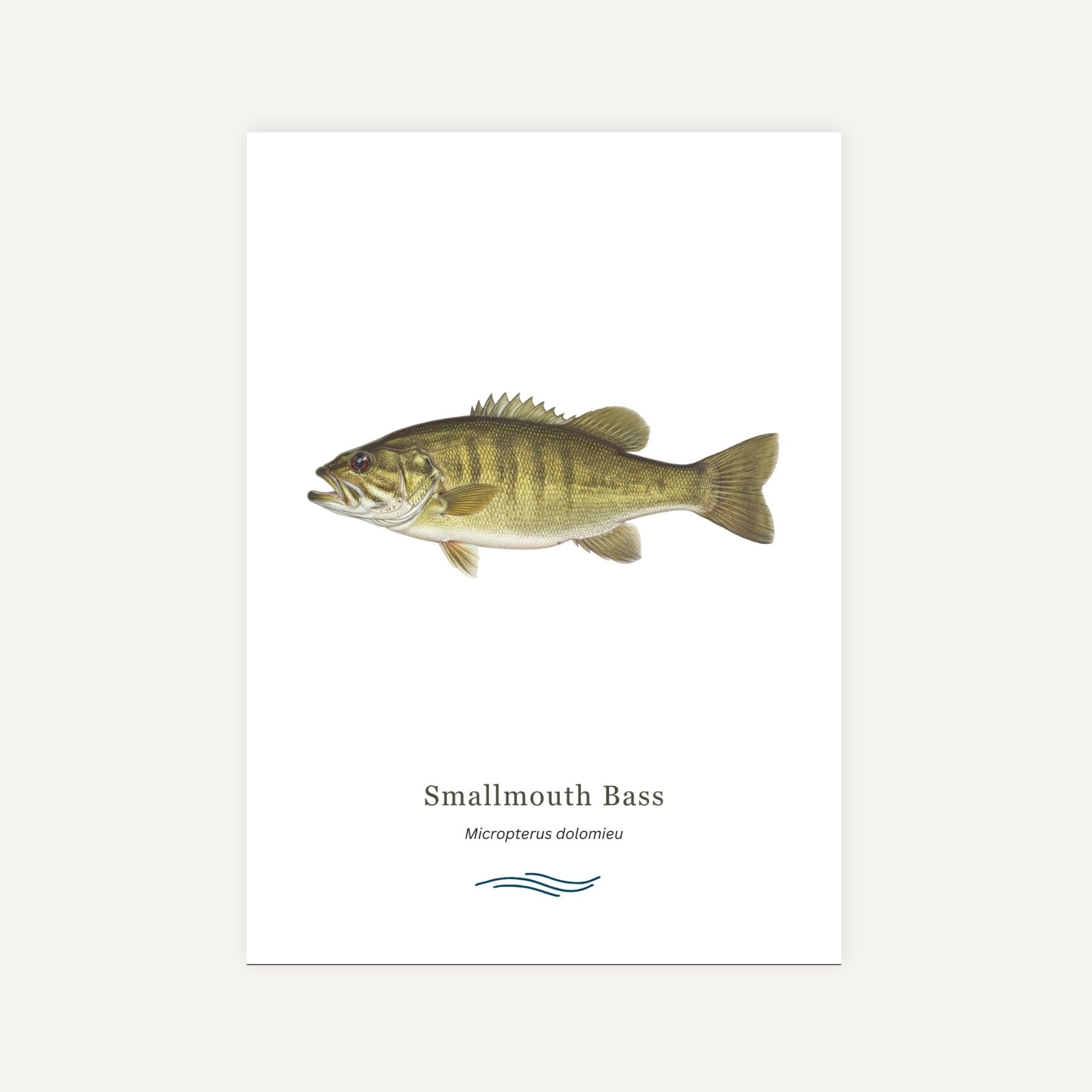Illustration of a Smallmouth Bass on a white background