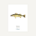 Illustration of a Walleye on a white background