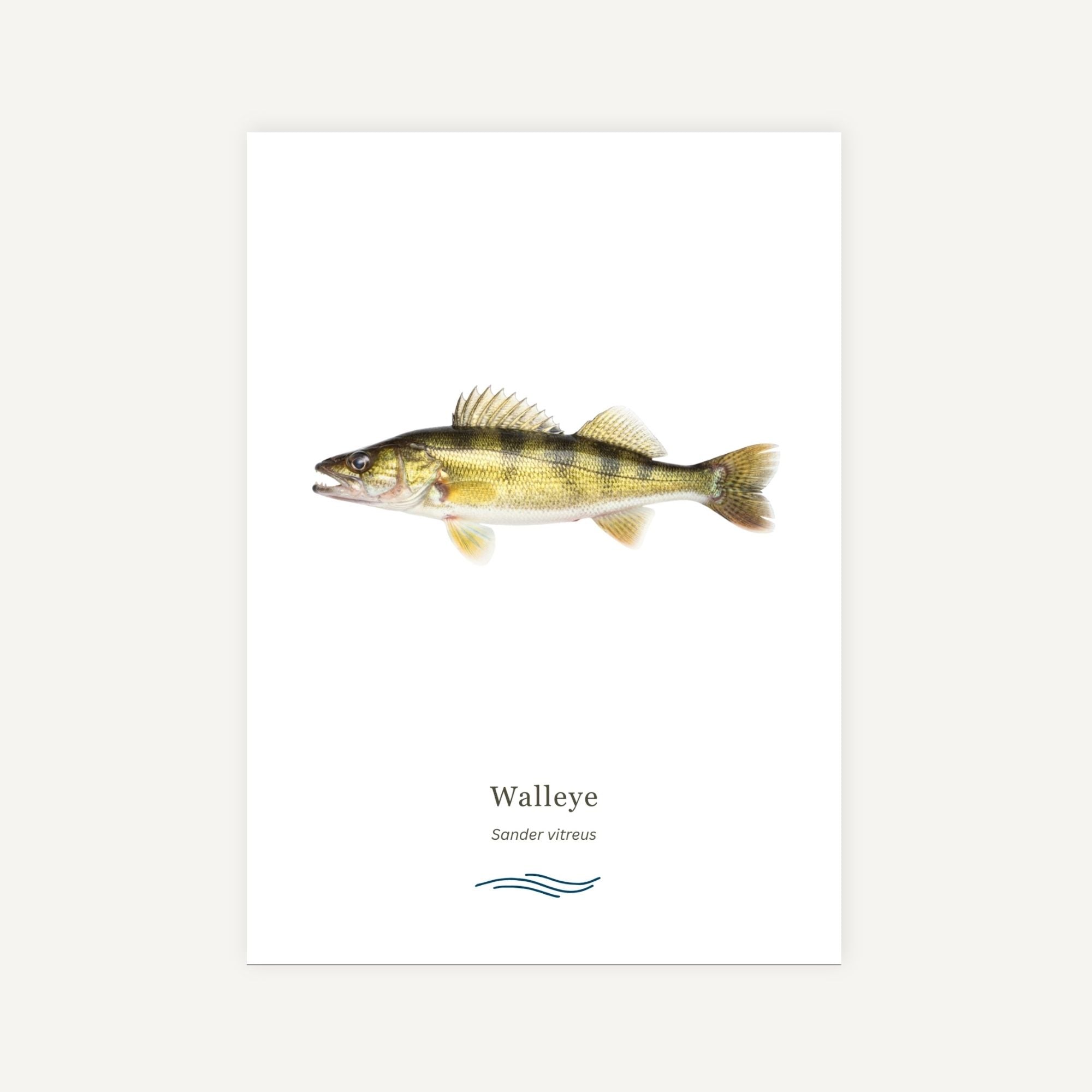 Illustration of a Walleye on a white background