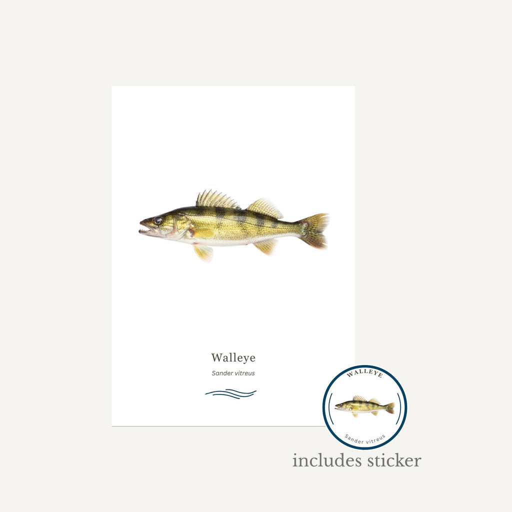 Walleye on a white background with a sticker included