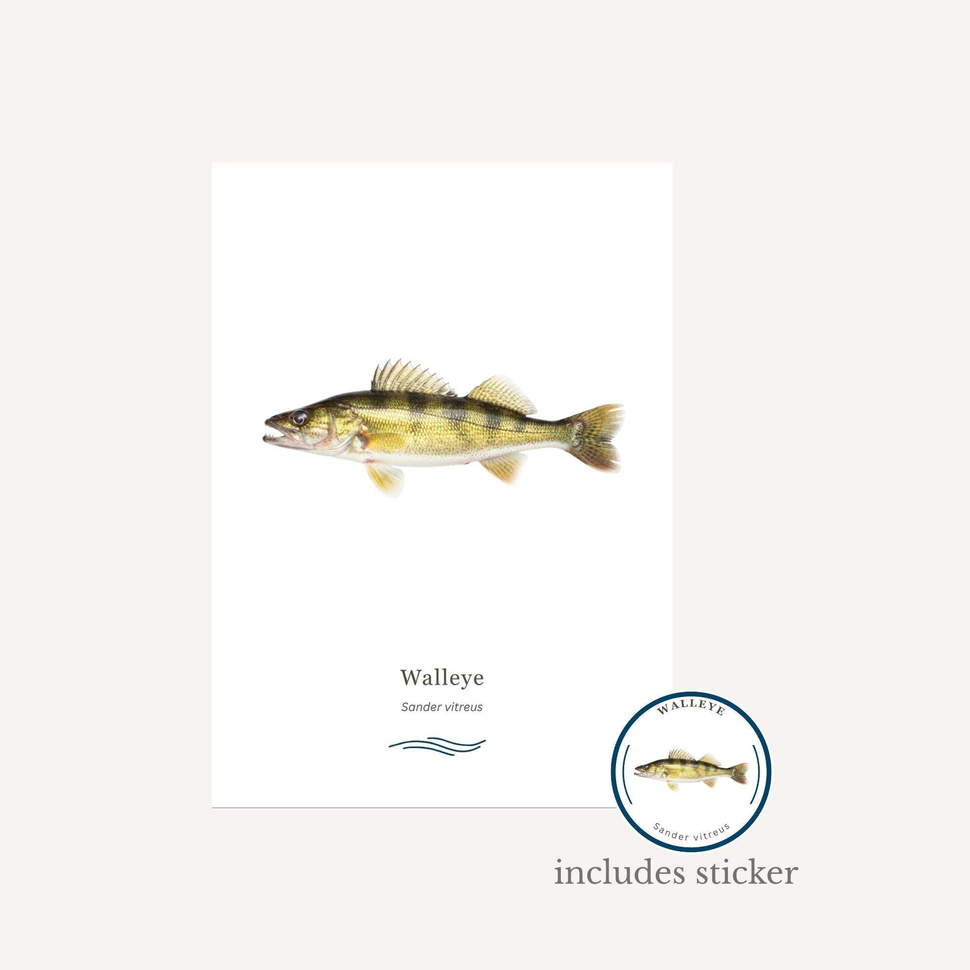Walleye on a white background with a sticker included